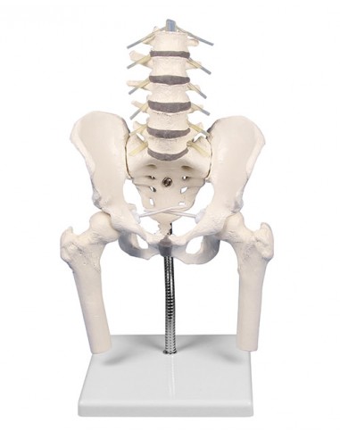 Erler Zimmer, colonna vertebrale...