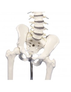 Erler Zimmer, colonna... 2