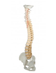 Erler Zimmer, modello di...