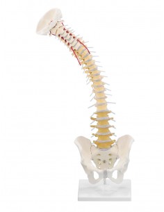 Erler Zimmer, modello di... 2