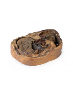 Sezione del torace sulla...