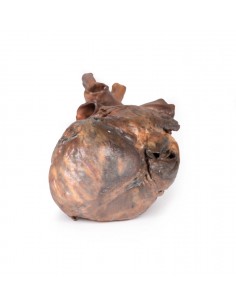 Dissezione del cuore umano... 2