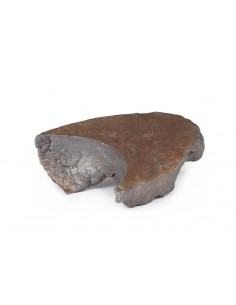 Dissezione dell'ilo del... 2