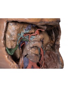 Vascolarizzazione... 2