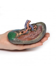 Vascolarizzazione della... 2