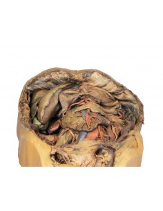 Dissezione dell'addome con... 2