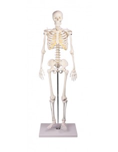 Erler Zimmer, modello di...