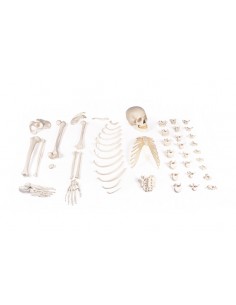 Erler Zimmer, modello...