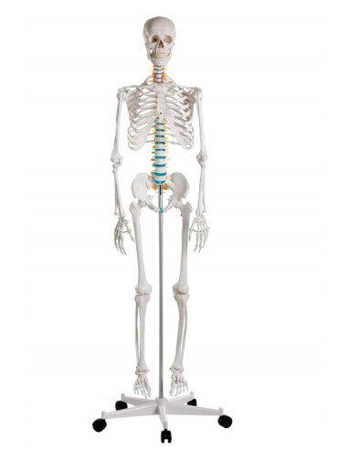 Erler Zimmer, modello di scheletro...