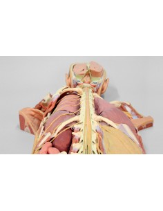 Dissezione del sistema... 2