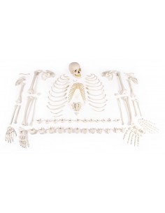 Erler ZImmer, Modello...