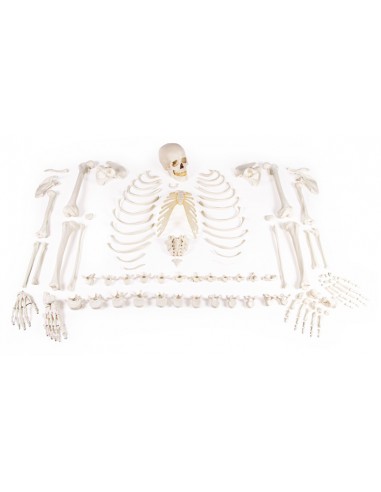 Erler ZImmer, Modello anatomico di...