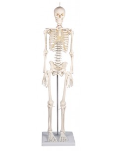 Erler Zimmer, Modello...