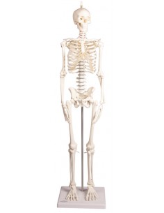 Erler ZImmer, modello...