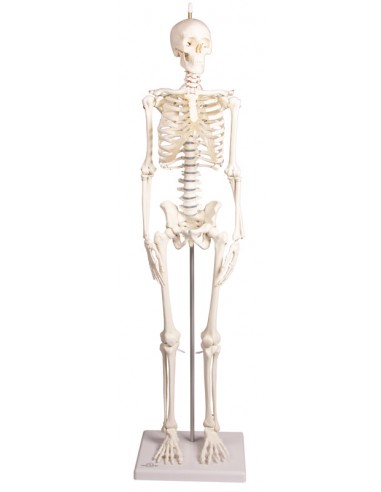Erler ZImmer, modello anatomico in...