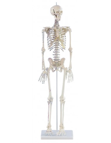Erler ZImmer, modello anatomico in...