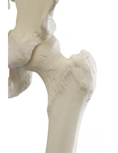 Erler Zimmer, modello anatomico...
