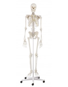 Erler Zimmer, modello...