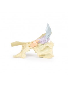 Modello di seno paranasale... 2