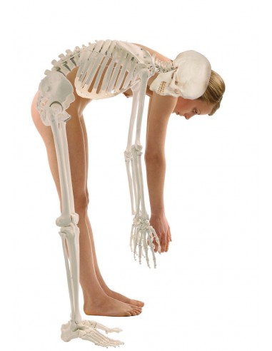 Erler Zimmer, modello anatomico di...