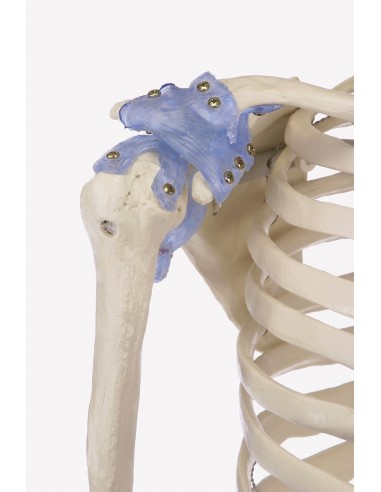 Erler Zimmer, modello anatomico di...