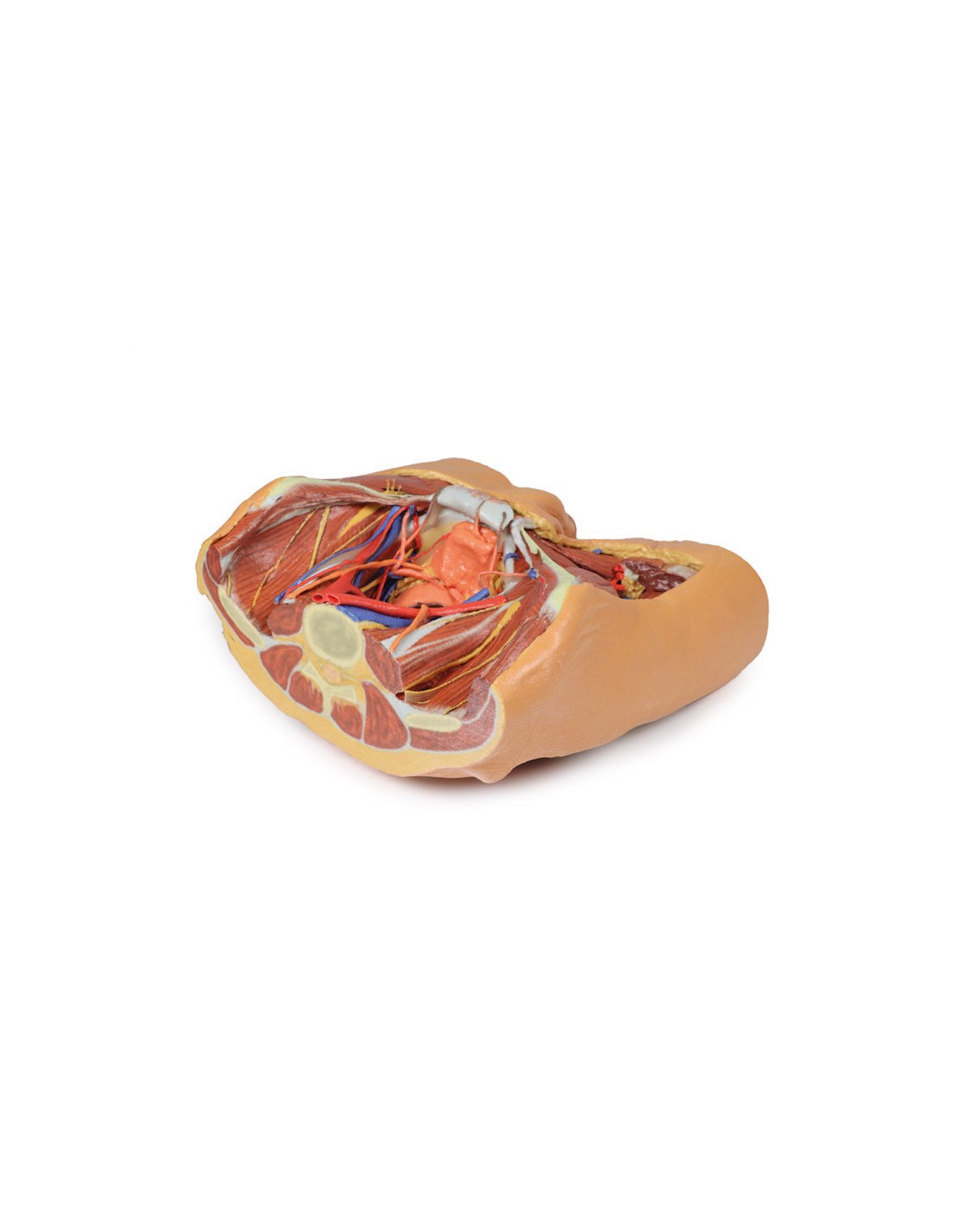 Dissezione del bacino maschile -... Dissezione del bacino maschile -...