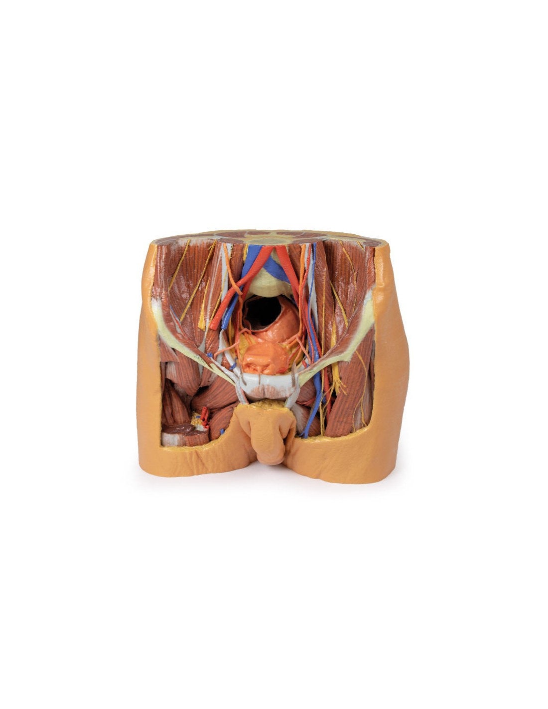 Dissezione del bacino maschile -... Dissezione del bacino maschile -...