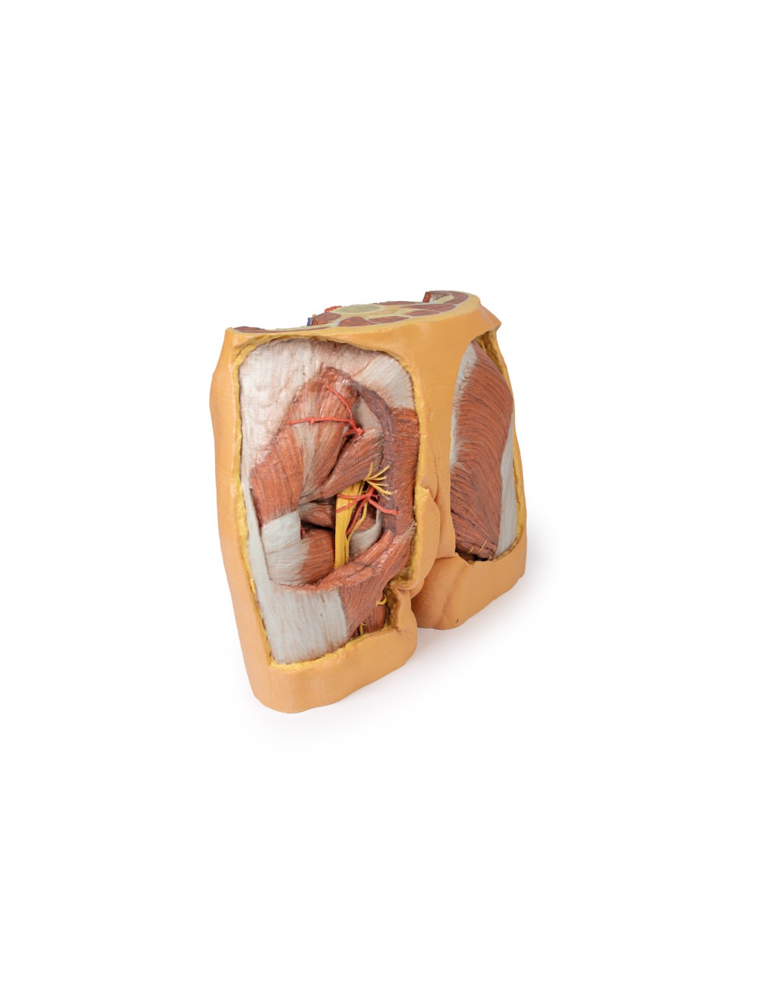 Dissezione del bacino maschile -... Dissezione del bacino maschile -...