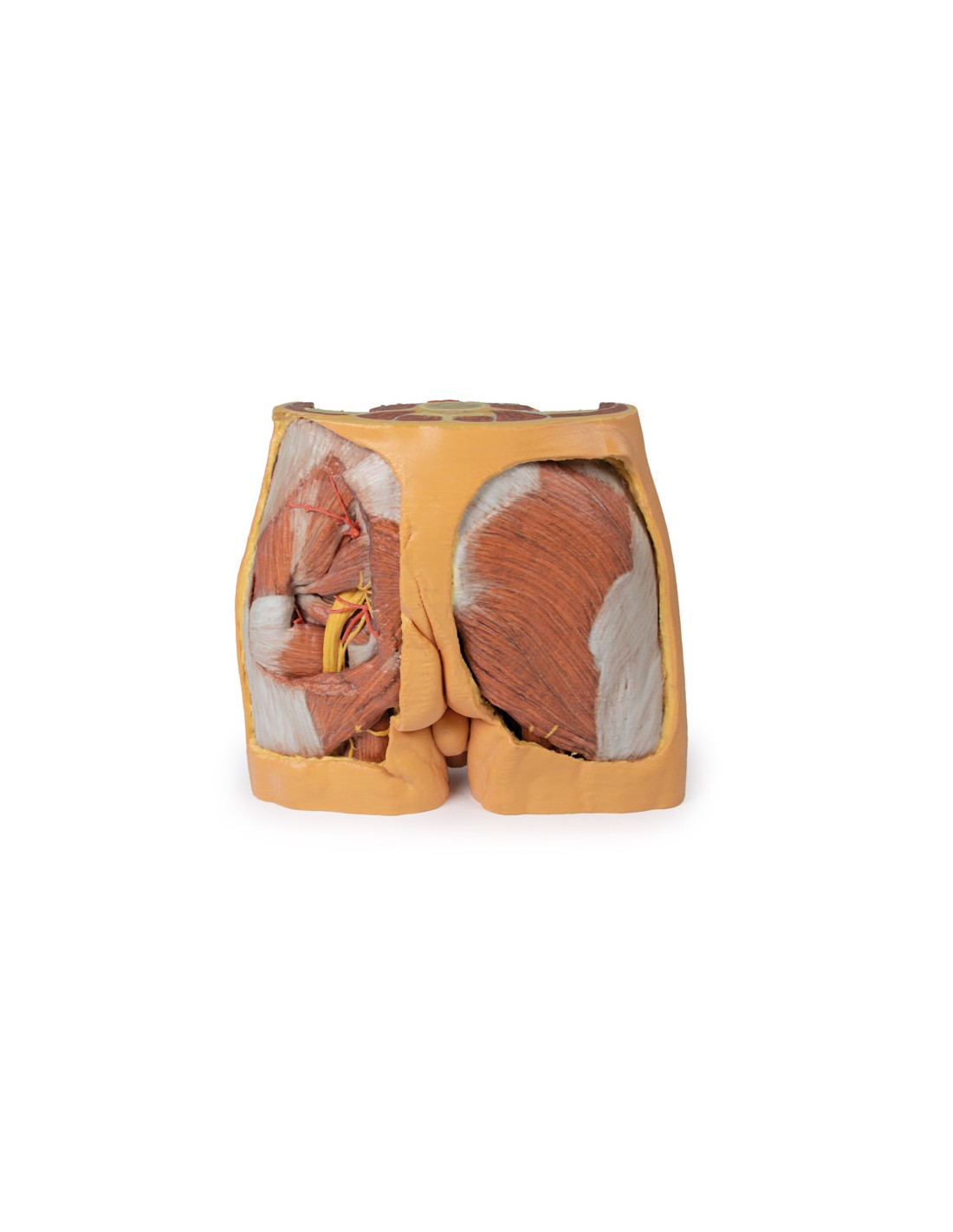 Dissezione del bacino maschile -... Dissezione del bacino maschile -...