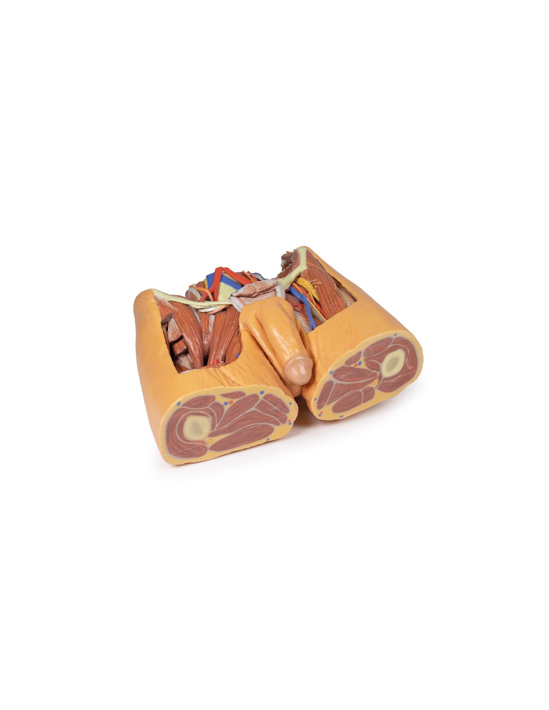 Dissezione del bacino maschile -... Dissezione del bacino maschile -...