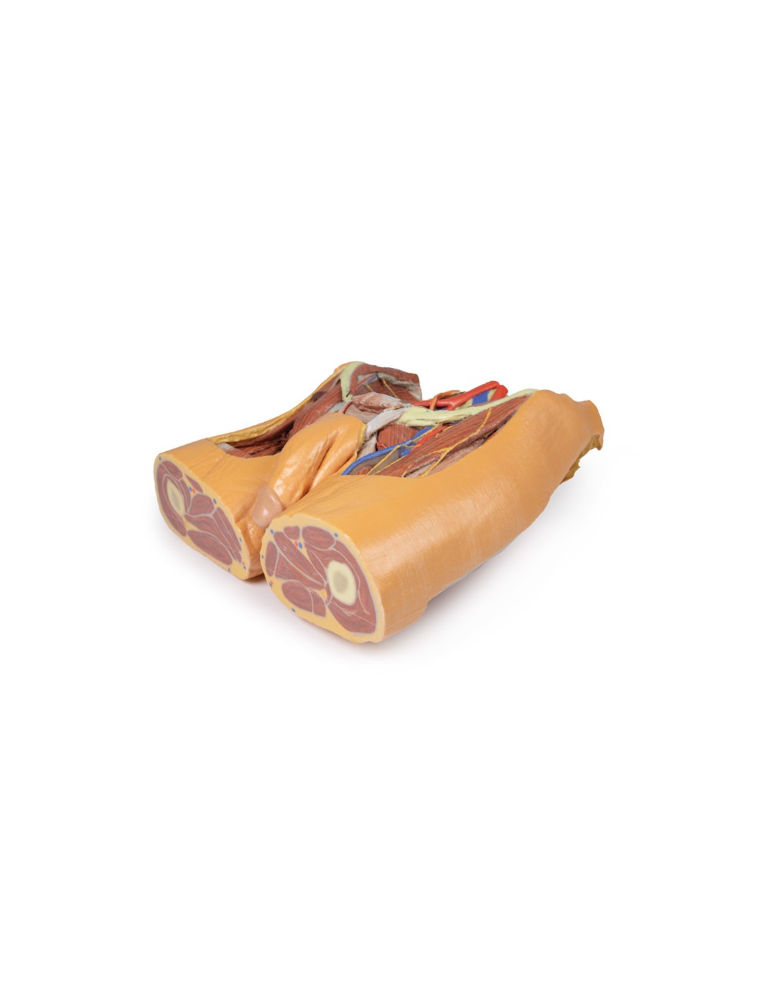 Dissezione del bacino maschile -... Dissezione del bacino maschile -...