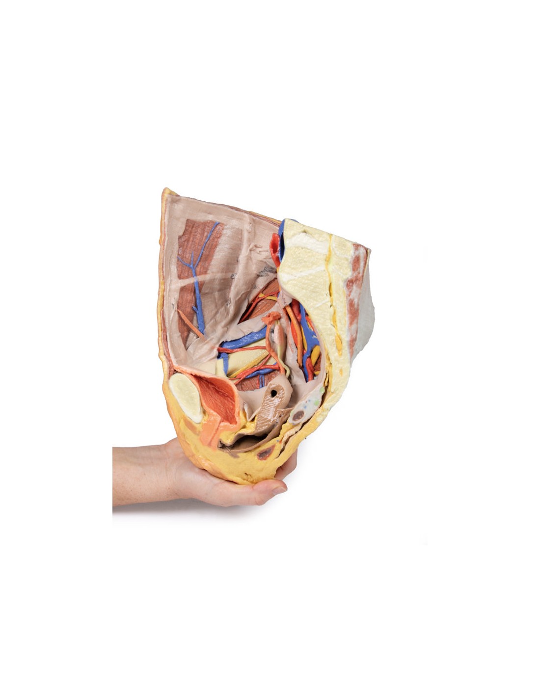 Bacino destro femminile: strutture... Bacino destro femminile: strutture...