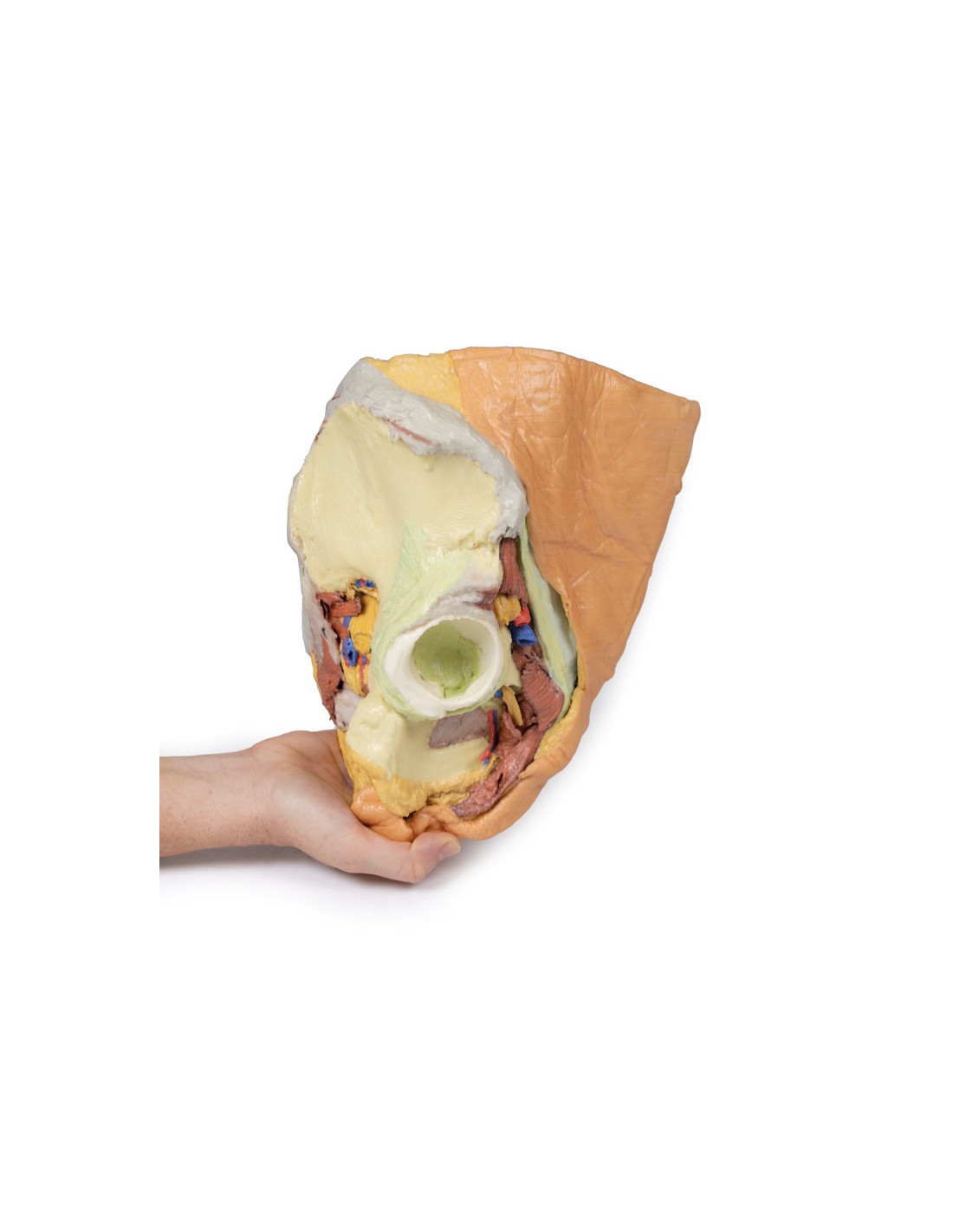 Bacino destro femminile: strutture... Bacino destro femminile: strutture...