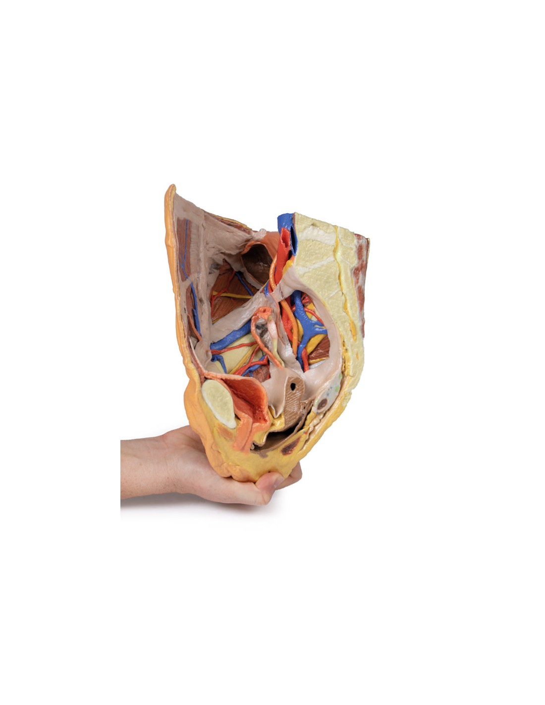 Bacino destro femminile: strutture... Bacino destro femminile: strutture...