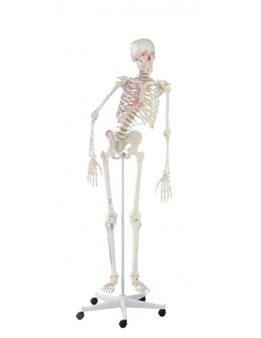 Erler Zimmer, modello anatomico di...