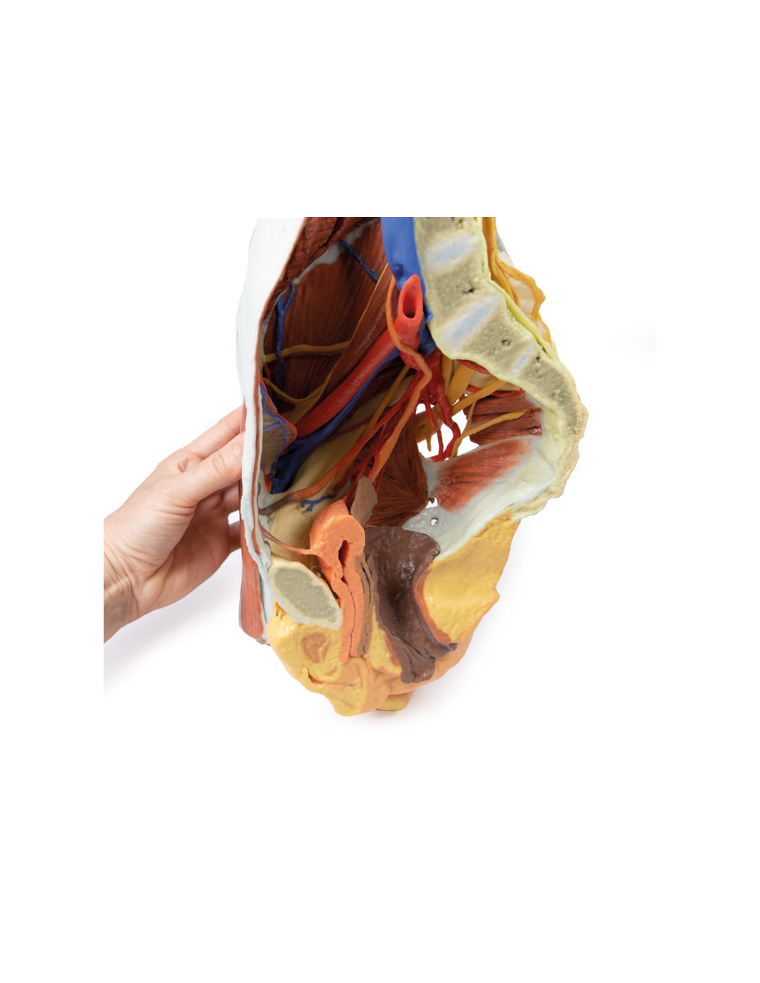 Dissezione del Bacino destro... Dissezione del Bacino destro...