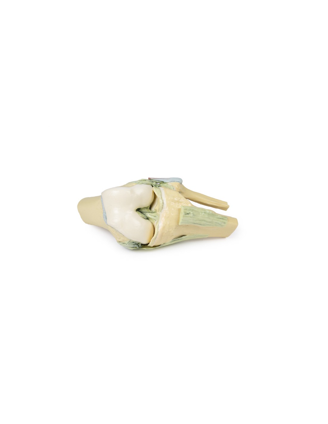 Articolazione del ginocchio, flessa -... Articolazione del ginocchio, flessa -...