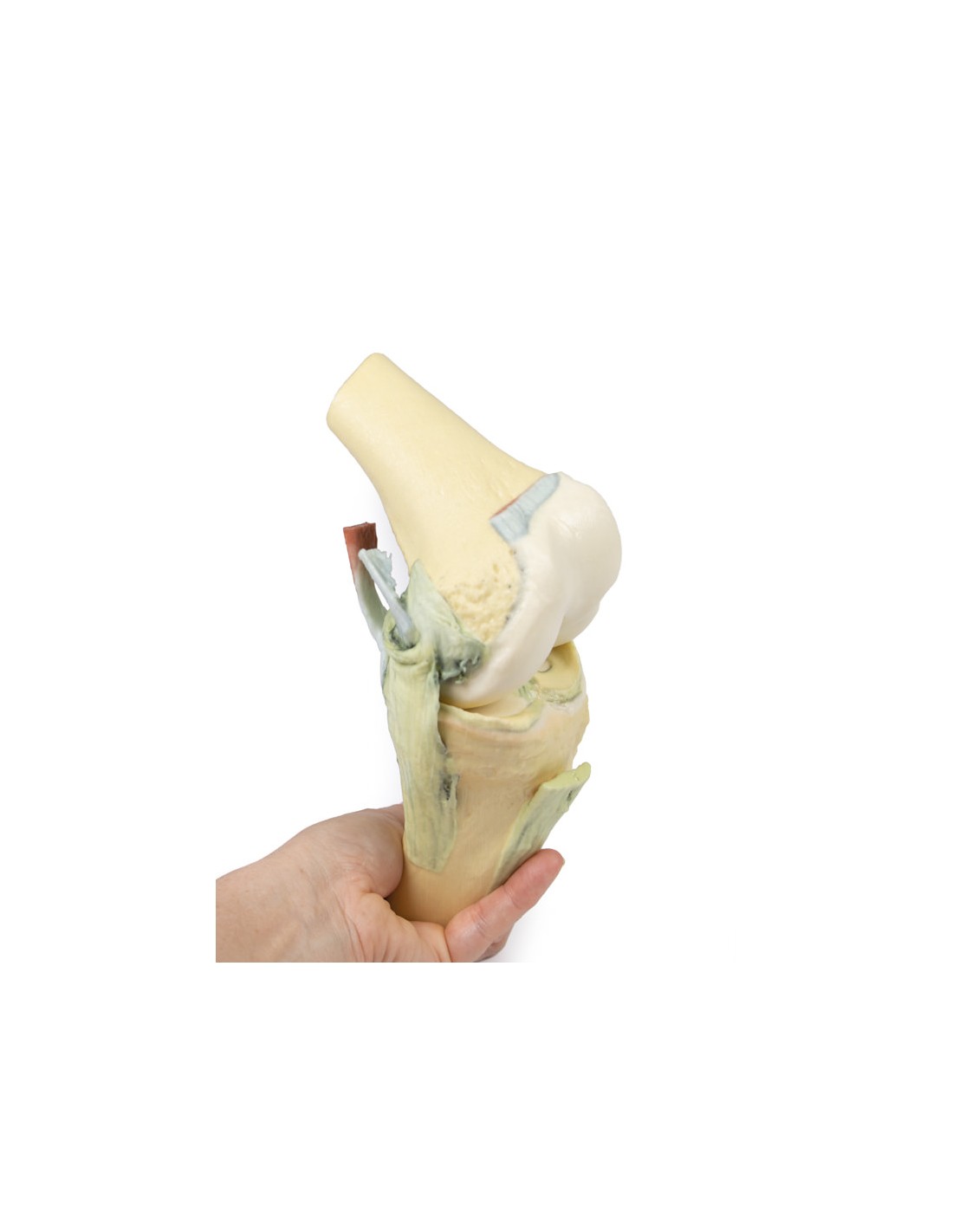 Articolazione del ginocchio, flessa -... Articolazione del ginocchio, flessa -...