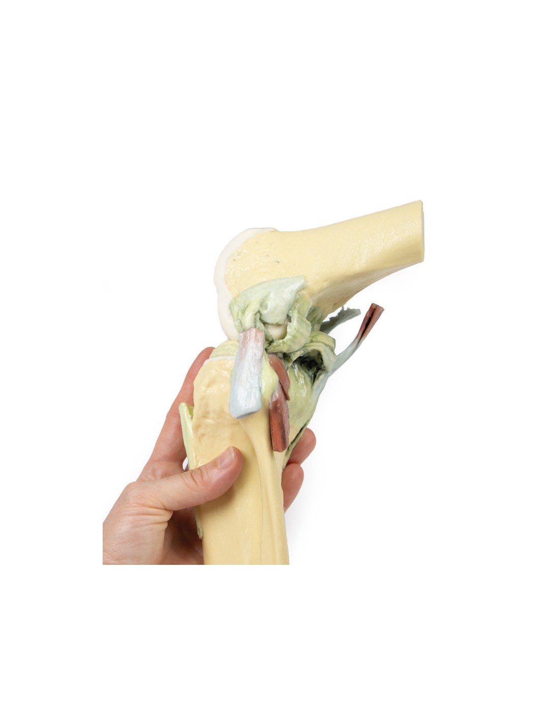 Articolazione del ginocchio, flessa -... Articolazione del ginocchio, flessa -...