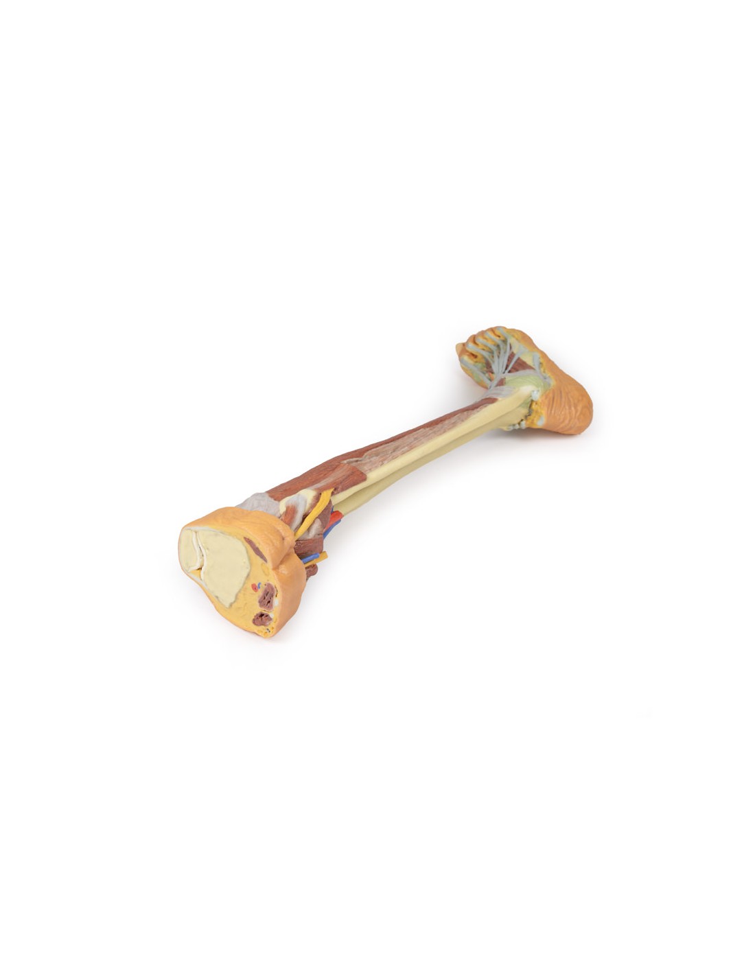 Dissezione profonda dell'arto... Dissezione profonda dell'arto...