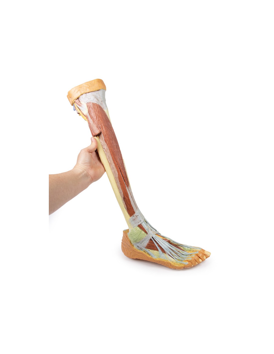 Dissezione profonda dell'arto... Dissezione profonda dell'arto...