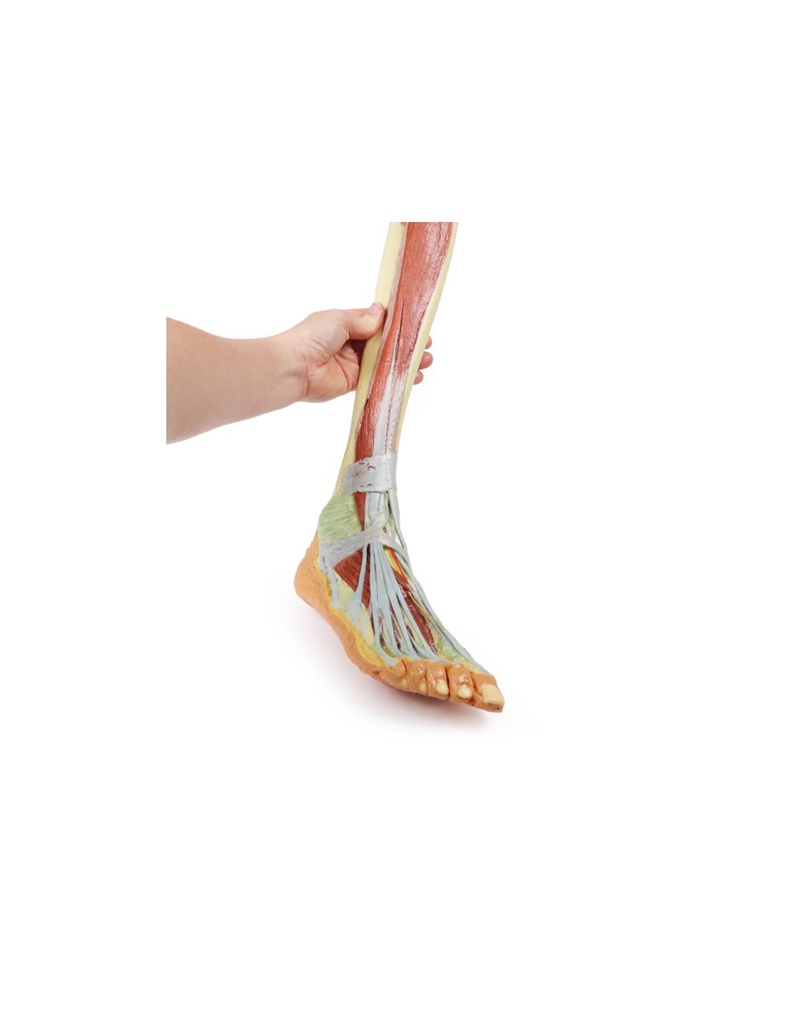 Dissezione profonda dell'arto... Dissezione profonda dell'arto...