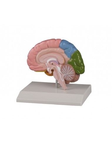 Modello anatomico della metà destra...