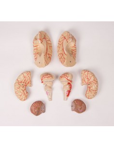 Erler Zimmer, modello... 2