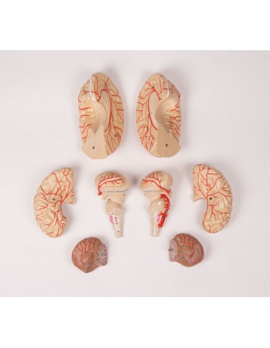 Erler Zimmer, modello anatomico di...