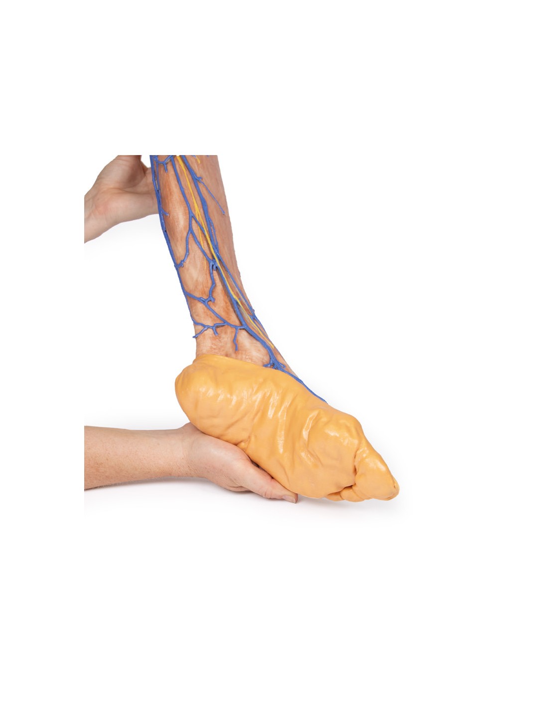 Vene superficiali dell'arto inferiore... Vene superficiali dell'arto inferiore...