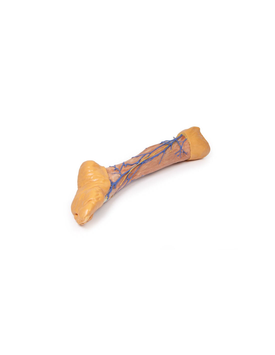 Vene superficiali dell'arto inferiore... Vene superficiali dell'arto inferiore...