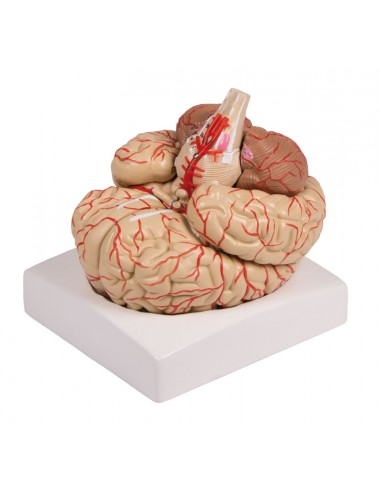 Modello Educativo, Modello Anatomico Di 4 Pezzi Del Cervello Umano, Modello Di Cervello A Grandezza Naturale A 2 Vie Codificato A Colori, Nove Regioni, Professionale Per L'educazione Neuroscientifica