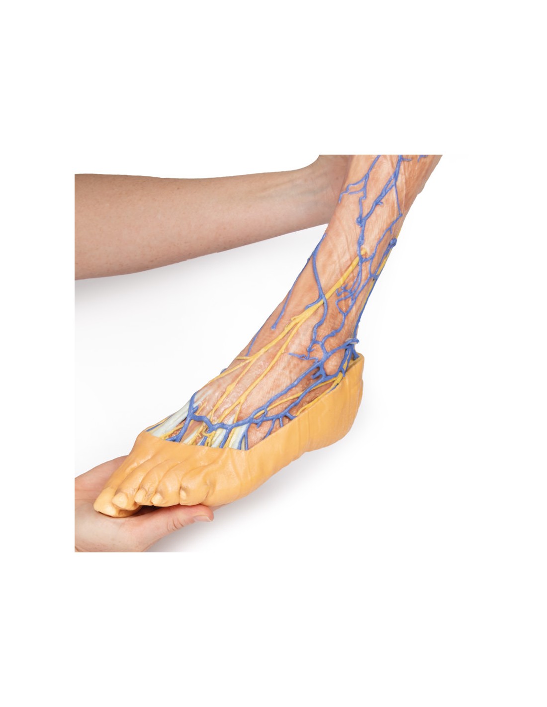 Vene superficiali dell'arto inferiore... Vene superficiali dell'arto inferiore...