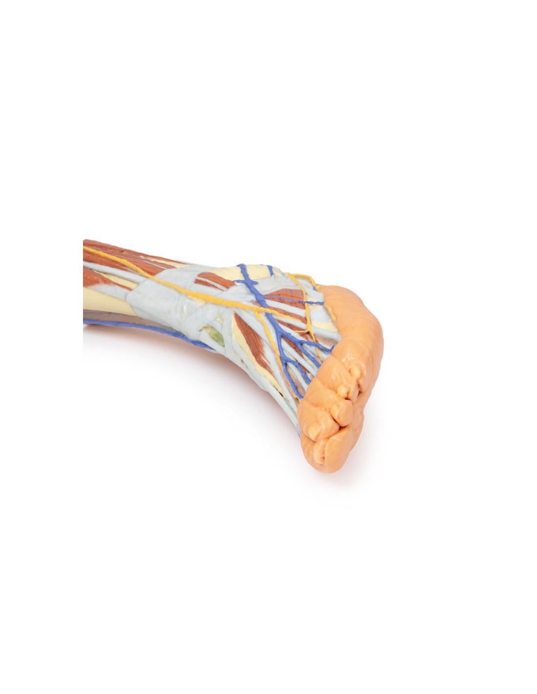 Dissezione superficiale dell'arto... Dissezione superficiale dell'arto...